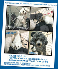Poodle (Toy) Dogs for adoption in Spring Lake, NJ, USA