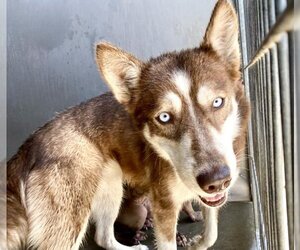 Siberian Husky Dogs for adoption in San Bernardino, CA, USA