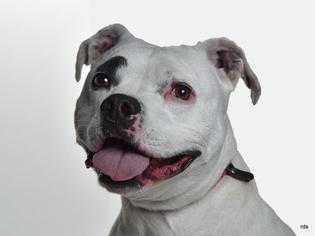 Bullypit Dogs for adoption in Burbank, CA, USA
