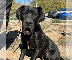 Great Dane Dogs for adoption in Goodyear, AZ, USA