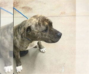 American Pit Bull Terrier Dogs for adoption in Riverside, CA, USA