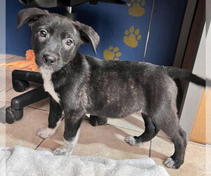 American Staffordshire Terrier Dogs for adoption in Tracy City, TN, USA