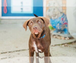 American Pit Bull Terrier-Unknown Mix Dogs for adoption in St. Louis Park, MN, USA