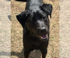 Labrador Retriever-Unknown Mix Dogs for adoption in Canton, CT, USA