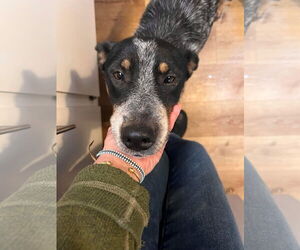 Mutt Dogs for adoption in Milpitas, CA, USA