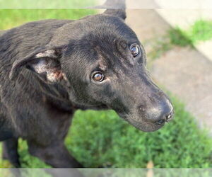 German Shepherd Dog-Unknown Mix Dogs for adoption in Tulsa, OK, USA