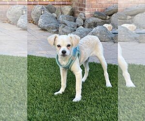 Poodle (Toy) Dogs for adoption in Menifee, CA, USA