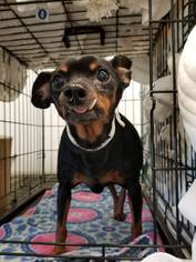 Miniature Pinscher Dogs for adoption in St. Cloud, MN, USA