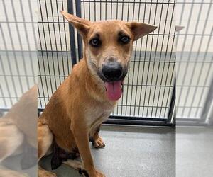 German Shepherd Dog-Unknown Mix Dogs for adoption in Fayetteville, NC, USA