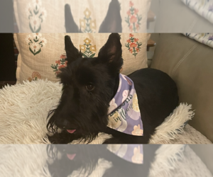 Mutt Dogs for adoption in Springdale, PA, USA