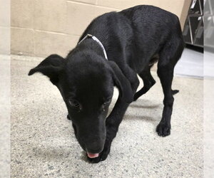Labrador Retriever-Unknown Mix Dogs for adoption in Conroe, TX, USA