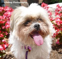 Shih Tzu Dogs for adoption in Gilberts, IL, USA