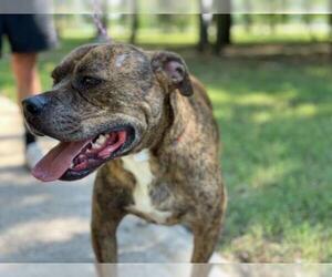 Bullboxer Pit Dogs for adoption in Denton, TX, USA