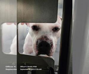 American Staffordshire Terrier-Unknown Mix Dogs for adoption in San Antonio, TX, USA