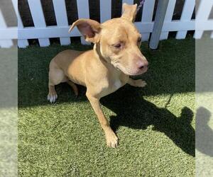 American Pit Bull Terrier Dogs for adoption in Modesto, CA, USA