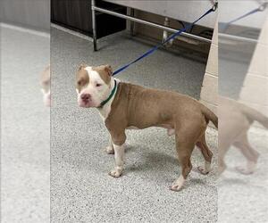 Mutt Dogs for adoption in Conroe, TX, USA