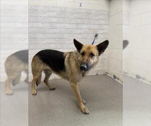 German Shepherd Dog Dogs for adoption in San Bernardino, CA, USA