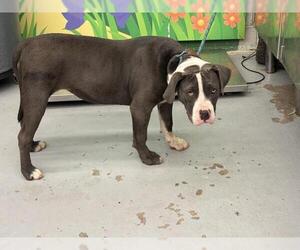 American Pit Bull Terrier-Unknown Mix Dogs for adoption in Waco, TX, USA