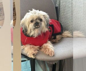 Shih Tzu Dogs for adoption in Brewster, MA, USA