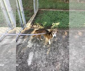 Dachshund-Unknown Mix Dogs for adoption in San Antonio, TX, USA