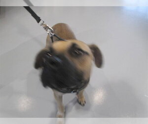 Black Mouth Cur Dogs for adoption in Ocala, FL, USA