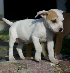 Boxador Dogs for adoption in Seattle, WA, USA