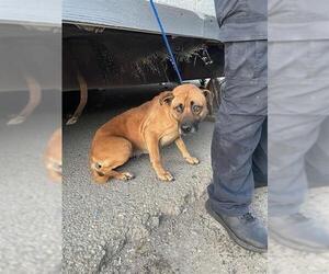 Black Mouth Cur Dogs for adoption in Stockton, CA, USA