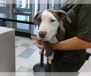 American Pit Bull Terrier-Unknown Mix Dogs for adoption in Oklahoma City, OK, USA