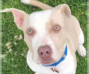 American Staffordshire Terrier-Unknown Mix Dogs for adoption in Lake Forest, CA, USA