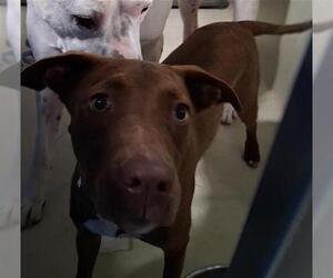 American Pit Bull Terrier Dogs for adoption in Bakersfield, CA, USA