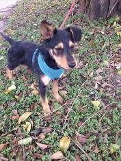 Minnie Jack Dogs for adoption in Von Ormy, TX, USA
