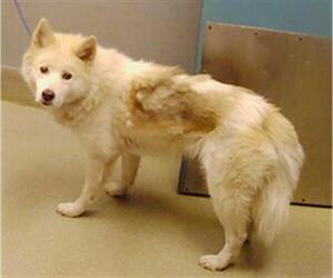 Siberian Husky-Unknown Mix Dogs for adoption in Las Vegas, NV, USA