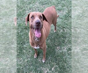 Labrador Retriever-Unknown Mix Dogs for adoption in Corpus Christi, TX, USA