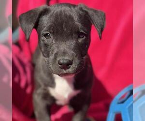Labrador Retriever-Unknown Mix Dogs for adoption in San Diego, CA, USA