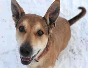 Chinese Shar-Pei-German Shepherd Dog Mix Dogs for adoption in Bowling Green, OH, USA