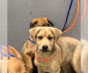 Chow Chow-Golden Retriever Mix Dogs for adoption in Las Vegas, NV, USA