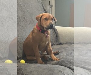 Mastador Dogs for adoption in Phoenix, AZ, USA