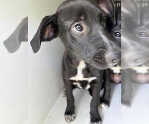 Labrador Retriever Dogs for adoption in Houston, TX, USA