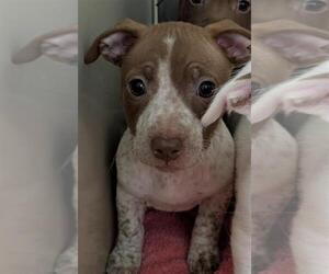 American Pit Bull Terrier-Unknown Mix Dogs for adoption in Sacramento, CA, USA