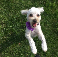 Poodle (Toy) Dogs for adoption in Fresno, CA, USA