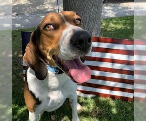Treeing Walker Coonhound Dogs for adoption in Long Beach, CA, USA