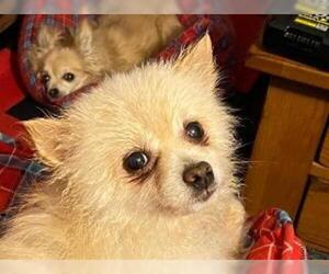 Pomeranian Dogs for adoption in Claremore, OK, USA