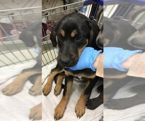Labrador Retriever-Unknown Mix Dogs for adoption in Conroe, TX, USA