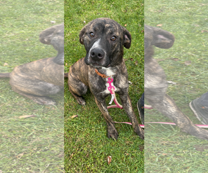 Medium Photo #2 Mastiff-Unknown Mix Puppy For Sale in SHERBURNE, NY, USA