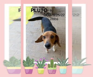Beagle Dogs for adoption in Woodbury, NY, USA
