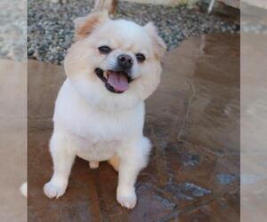 Pominese Dogs for adoption in Los Angeles, CA, USA