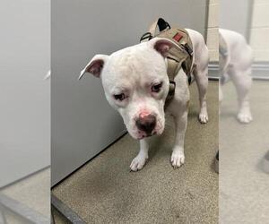 American Pit Bull Terrier Dogs for adoption in West Valley, UT, USA