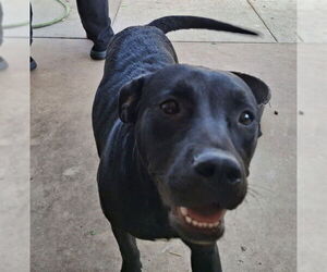American Staffordshire Terrier-Labrador Retriever Mix Dogs for adoption in San Antonio, TX, USA