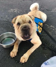 Ori-Pei Dogs for adoption in Zionsville, IN, USA