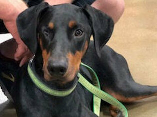 Medium Photo #1 Doberman Pinscher Puppy For Sale in Omaha, NE, USA